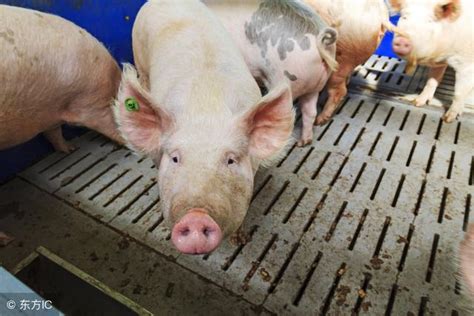 生長育肥豬精細的飼養管理技術 每日頭條