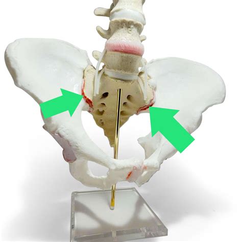 Sacroiliac Joint Dysfunction - A Review of 33 Articles – Dynamic Disc ...