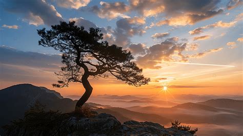 Tree Silhouette At Sunset On A Mountain Top Background, Sunset, Tree ...