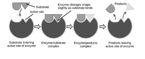 Enzyme Active Site Substrate