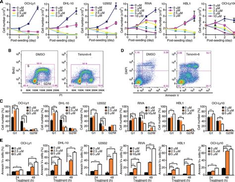 Tenovin Inhibits Cell Proliferation And Induces Apoptosis Of Dlbcl