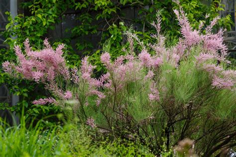 Sommertamariske Tamarix Ramosissima