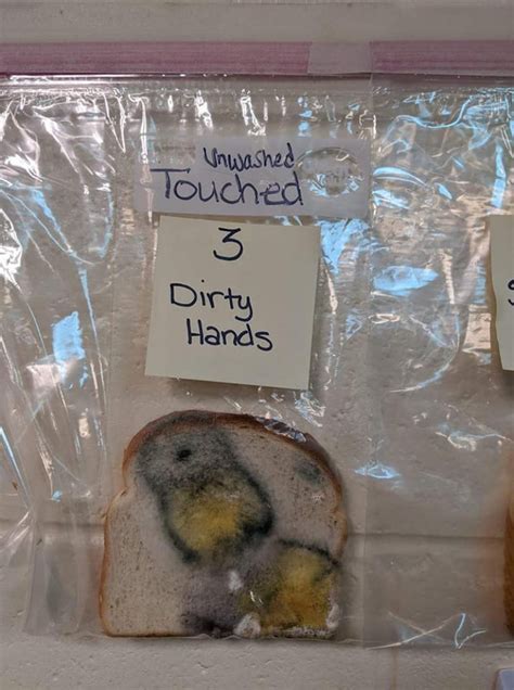 White Bread Mold Experiment Teaches the Importance of Washing Hands