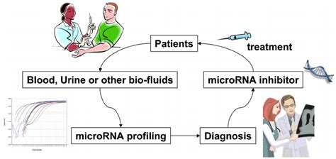 Schematic Model For The Use Of Mirnas Biomarkers For Human Renal