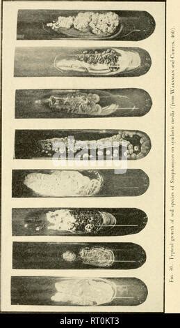 The Actinomycetes Their Nature Occurrence Activities And