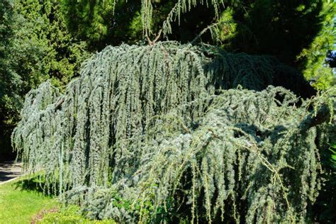 Avec Le Paysage Bleu Pendula Majestueux Criant Glauca Cedrus Atlantica