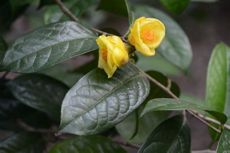 Camellia Petelotii Picturethis