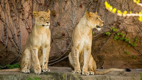 Lincoln Park Zoo welcomes 2 lionesses - ABC7 Chicago