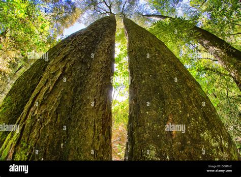 Native trees new zealand hi-res stock photography and images - Alamy