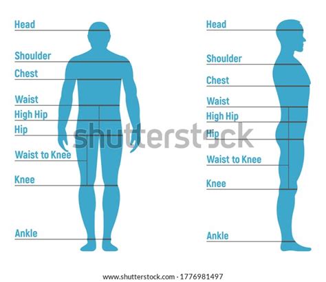 Male Size Chart Anatomy Human Character Stock Vector Royalty Free