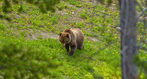 Wildlife | Banff & Lake Louise Tourism