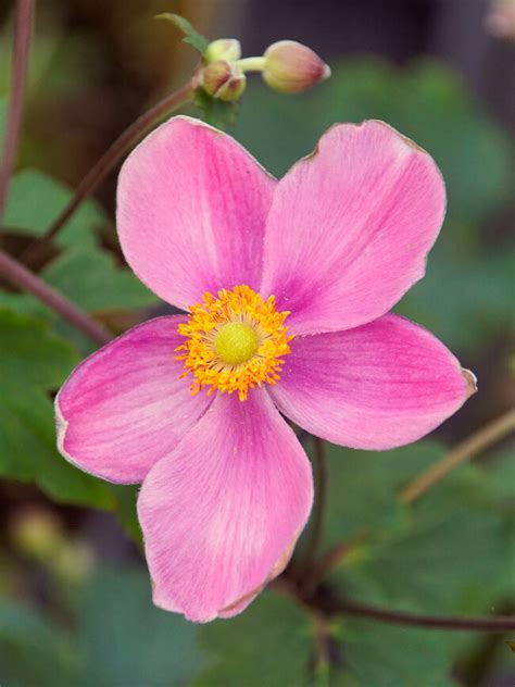 Anemone Fantasy Jasmine Bluestone Perennials