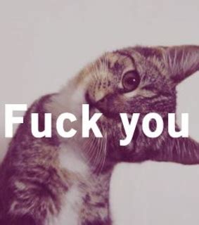 Cat Cats And Fuck You Image On Favim