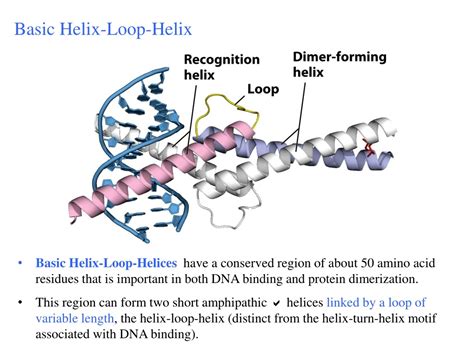 PPT Regulation Of Gene Expression PowerPoint Presentation Free