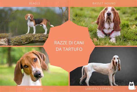 20 Razze Di Cani Da Tartufo