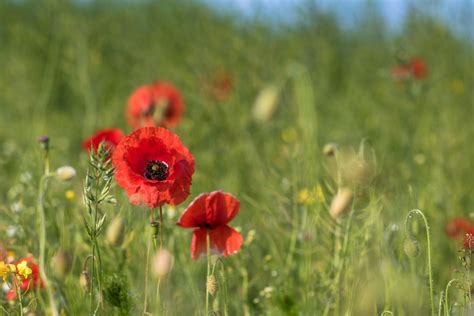 Poppies Susanne Nilsson Flickr