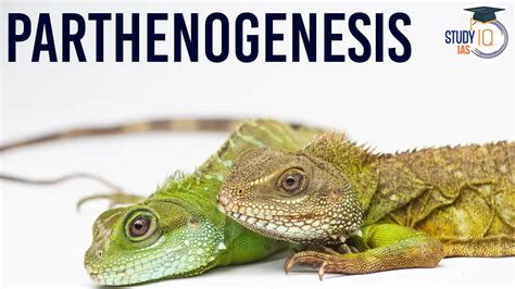 What Is Parthenogenesis And Its Types