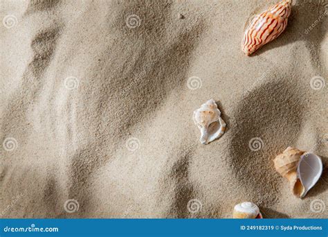 Different Sea Shells On Beach Sand Stock Image Image Of Seashell