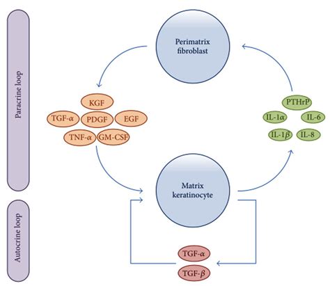 Schematic Representation Showing Paracrine And Autocrine Interactions