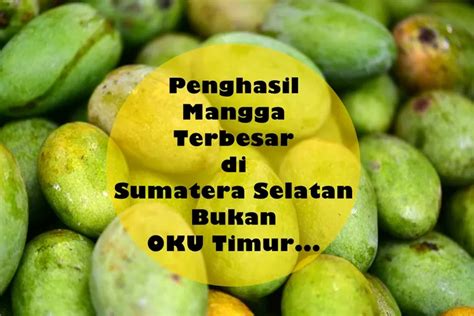 4 Daerah Penghasil Mangga Terbesar Di Sumatera Selatan Gak Disangka