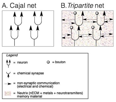 Schematic Representation Of Synaptic And Non Synaptic Transmition