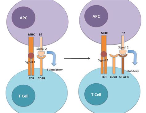 The Physiologic Role Of Ctla Is To Regulate The Amplitude Of The