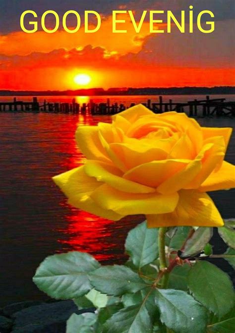 a yellow rose with the sun setting in the background