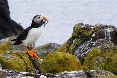 «Звездные Войны. Эпизод 8» — слухи о инопланетных существах | sci-fi ...