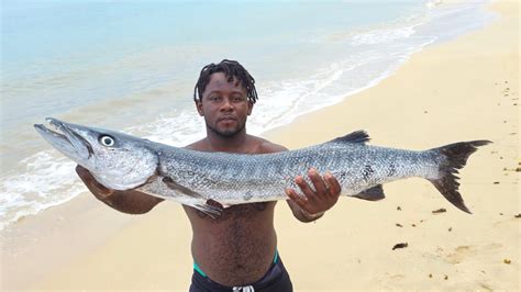 Barracuda Hunting In The Caribbean Jamaica Spearfishing YouTube