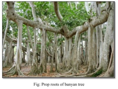 Banyan Tree Root System