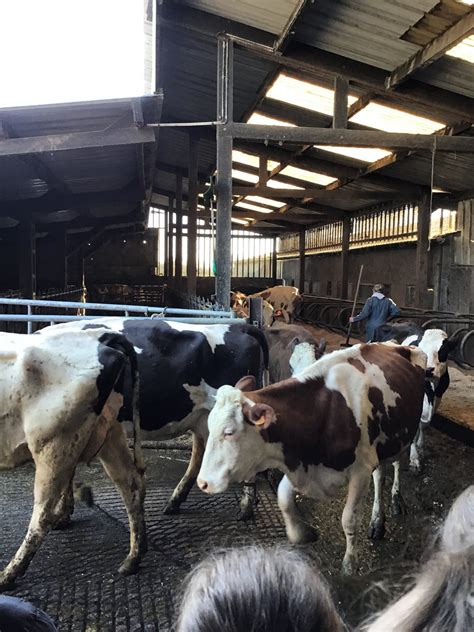 Visite de la ferme de Domi et Isa par les élèves de 6ème Collège