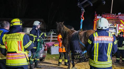 Egelsbach Pferd stürzt in Güllegrube Feuerwehr rettet das Tier mit