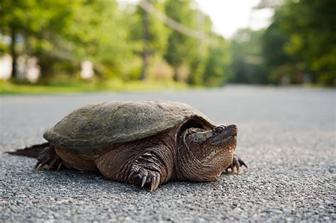 Turtle Crashes Through Windshield In Florida Again