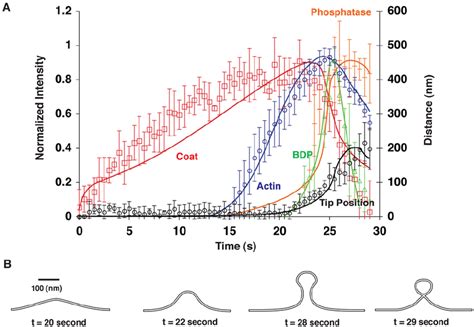 Fitting of the results calculated from the model to experimental ... 