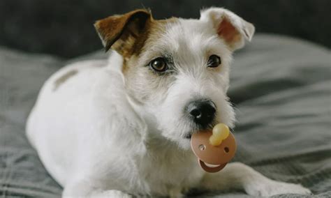 Cose Da Sapere Prima Di Prendere Un Jack Russell Momentocasa