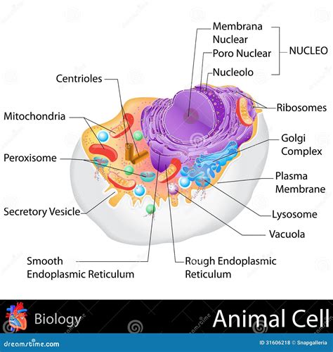 Cellule animale illustration stock. Illustration du éducation - 31606218