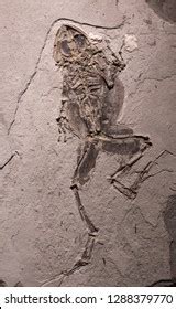 Close Prehistoric Extinct Animals Stone Fossils Stock Photo 1288379770 ...