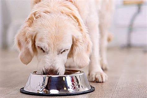 Anjing Tidak Mau Makan Harus Bagaimana PetGarden Bali