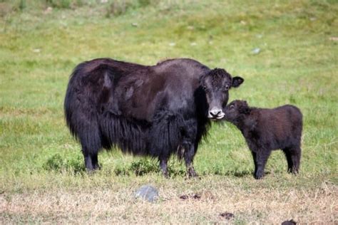 Yak Pictures - AZ Animals