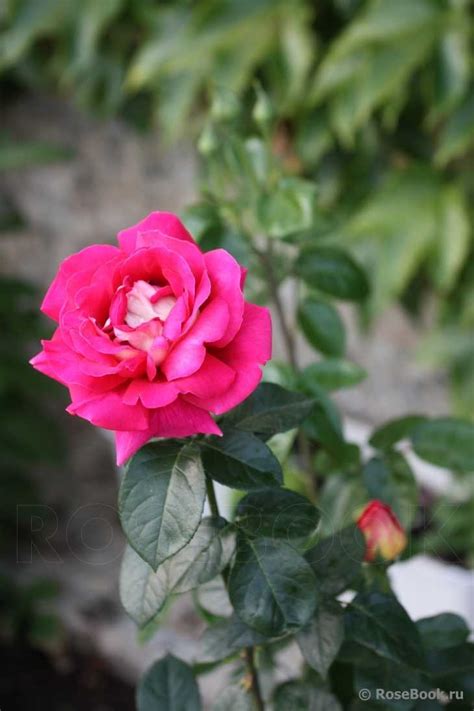 Роза Кроненбург: фото