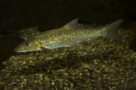 The European Barbel Barbus Barbus. Stock Image - Image of wildlife ...