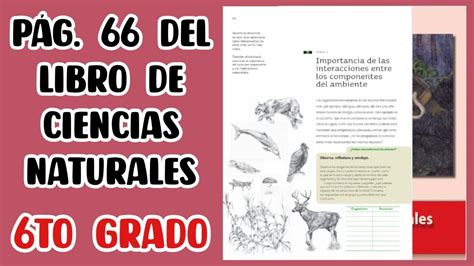 Pág 66 del libro de Ciencias naturales sexto grado YouTube