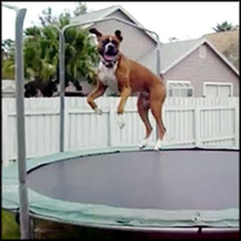 Boxer Has A Blast Jumping On The Trampoline Look At Him Go