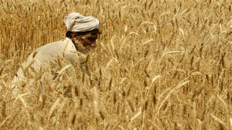 Punjab Govt Launches Wheat Procurement Policy