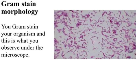 SOLVED: Gram stain morphology You Gram stain your organism and this is what you observe under ...