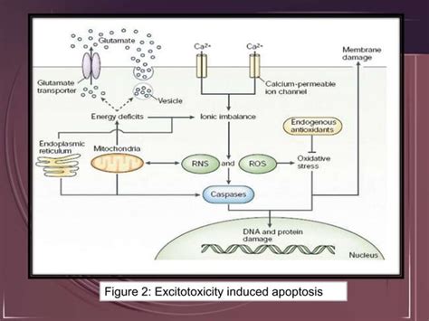 Excitotoxins Their Role In Neurodegeneration Ppt