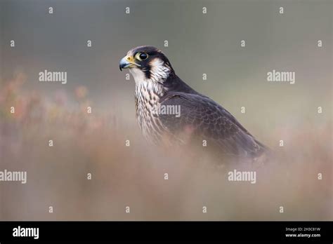 Peregrine Falcon Stoop Hi Res Stock Photography And Images Alamy