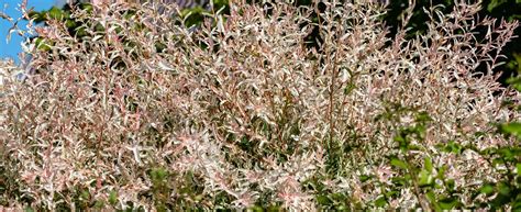 Growing Salix Integra Perfect For A Small Garden With Great Autumn