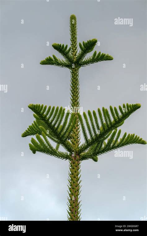 Growing Tip Of Norfolk Island Pine Araucaria Heterophylla From