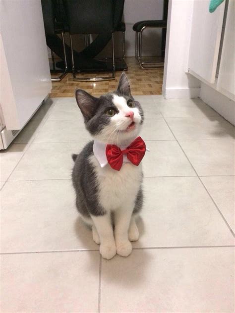 Adorable Cat Bow Tie Raww